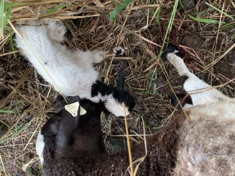 Always learning as a shepherd.