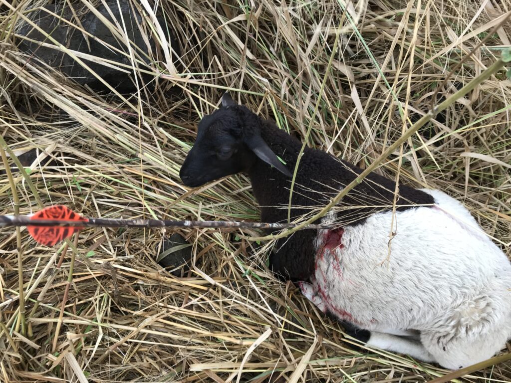 Poachers shot arrows in 2020. This small lamb was one of five killed.