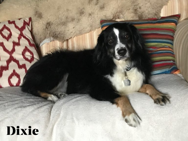 Dixie and I need more…