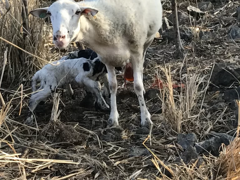 Momma defends her lambs