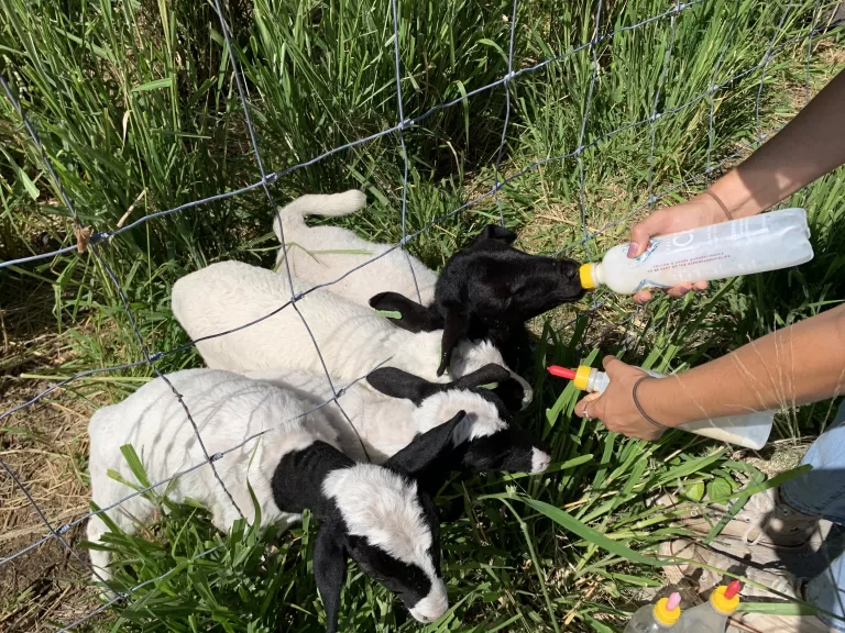 Orphans