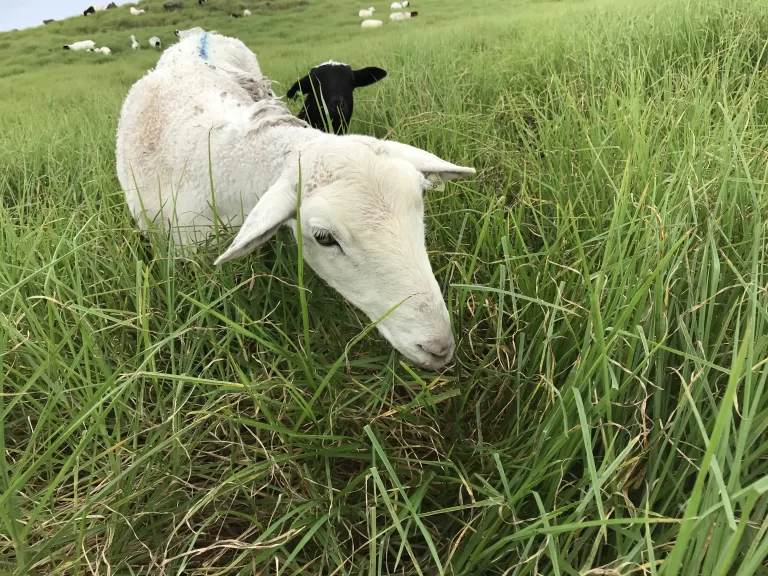 I’m a failure as a shepherd