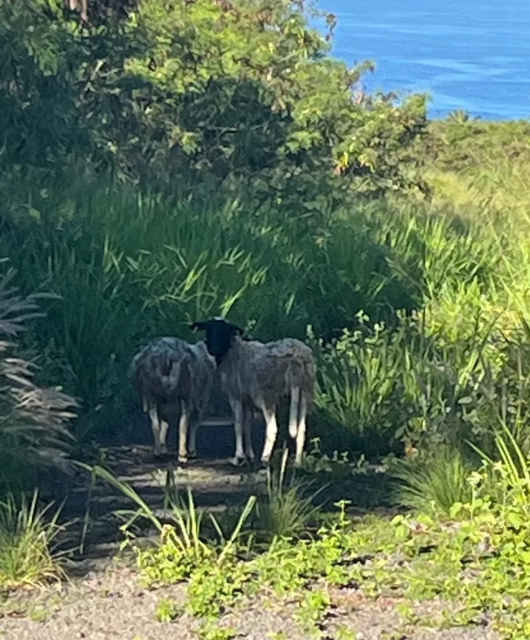 Escapees
