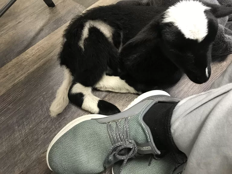 Zig and zag