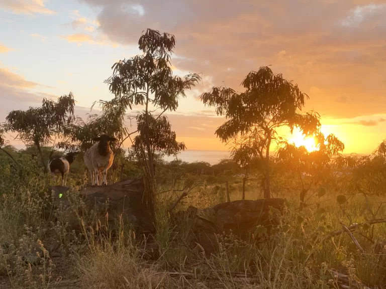 Sunset in Kona pasture