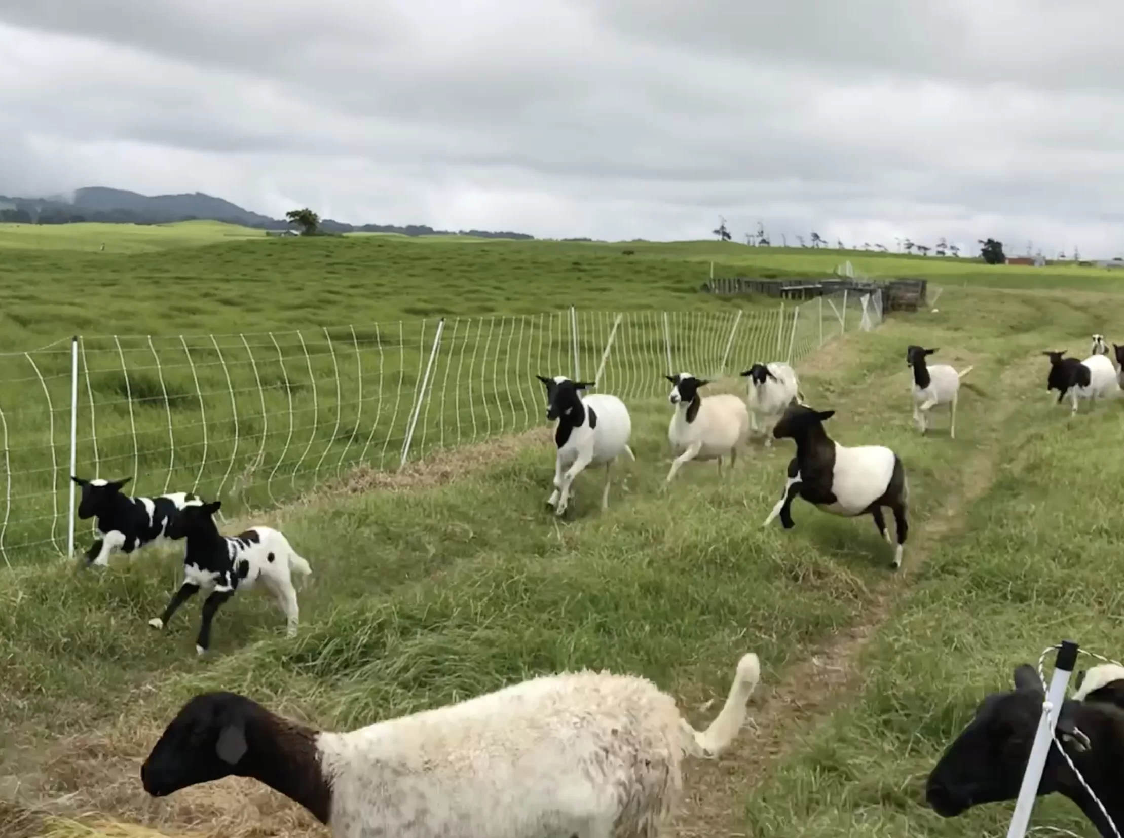 When sheep rush you - Shepherd's Muse